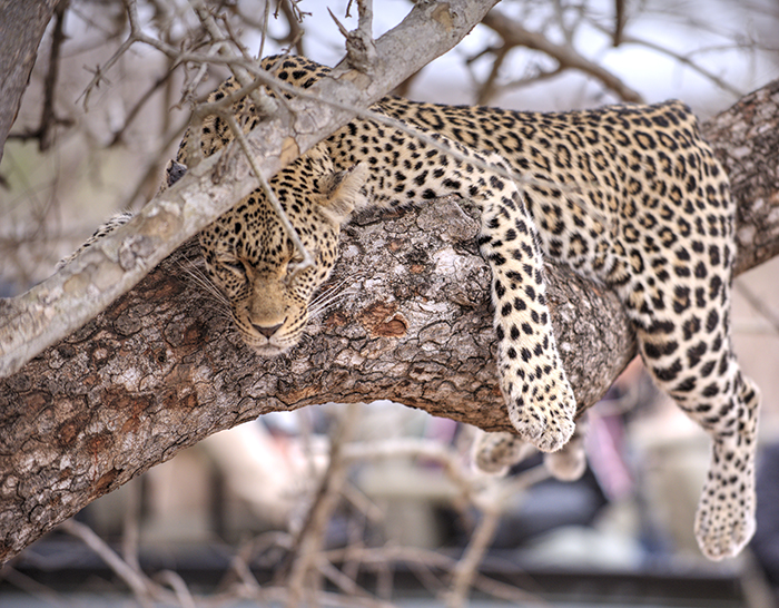 Leopard sleeping in tree